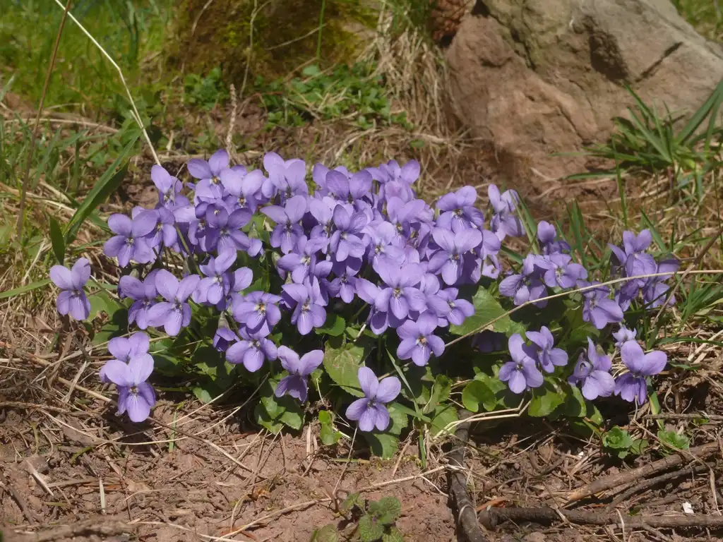 Фото Viola odorata (Viola odoratas)