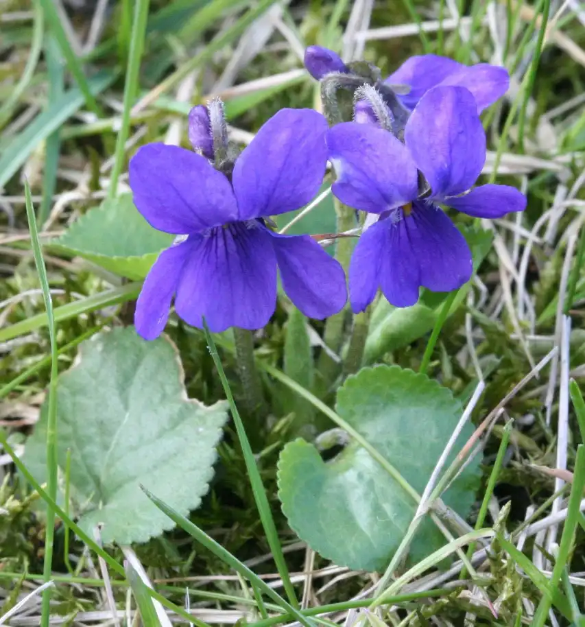 Фото Viola odorata (Viola odoratas)