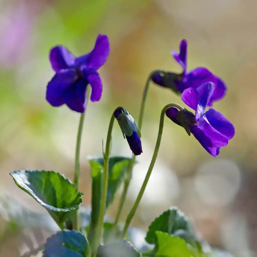 Фото Viola odorata - Side View of Flowers:Christian Fischer