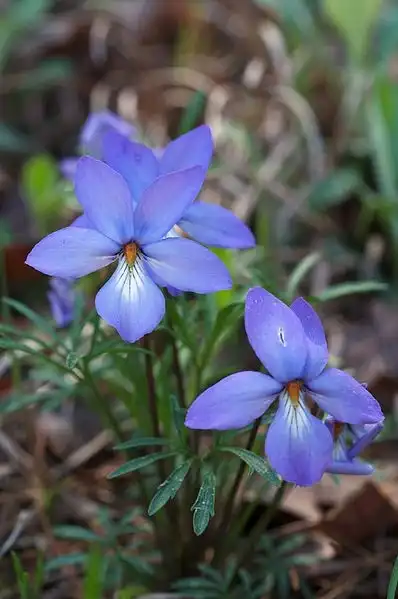 Фото Viola pedata (Viola pedatas)