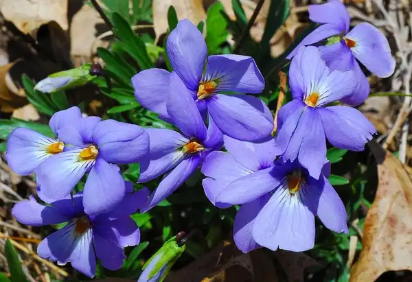 Фото Viola pedata (Viola pedatas)