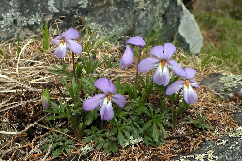 Фото Viola pedata - Viola pedata (bird-foot violet):Doug McGrady