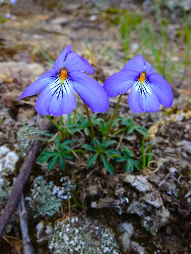 Фото Viola pedata - Viola pedata Bird-Foot Violet:Fritzflohrreynolds