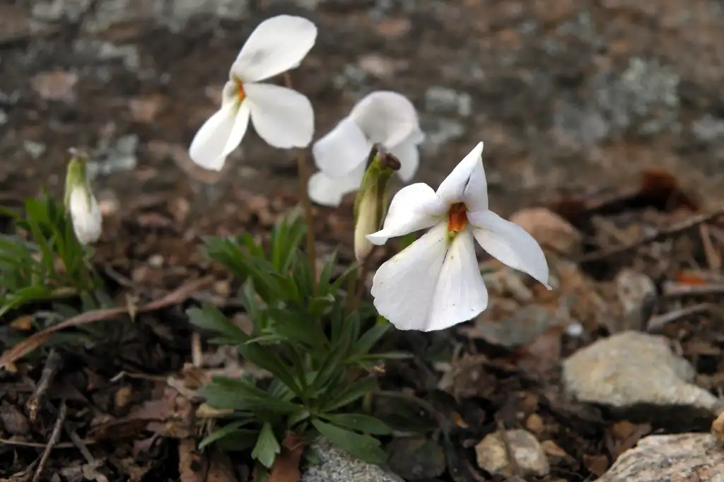 Фото Viola pedata - Viola pedata Bird-Foot Violet:Doug McGrady