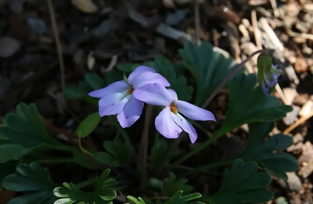 Фото Viola pedata - Viola pedata:David J.Stang