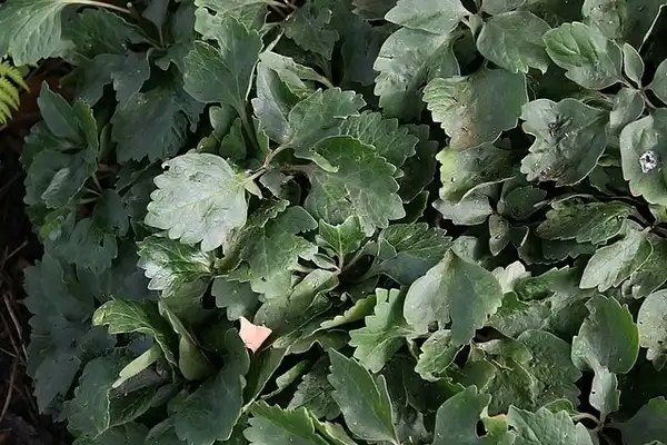 Фото Viola pedata - Leaves:David J. Stang