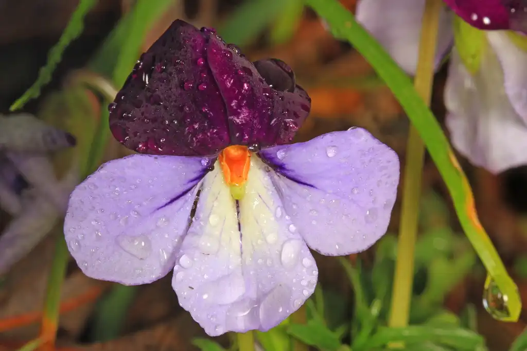 Фото Viola pedata - Bird-foot Violet Viola pedata:Judy Gallagher