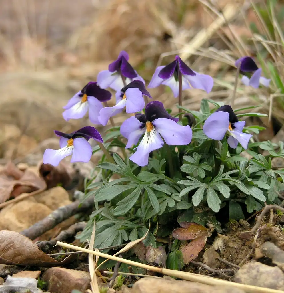 Фото Viola pedata - Bird-foot Violet Viola pedata:Marvin Smith
