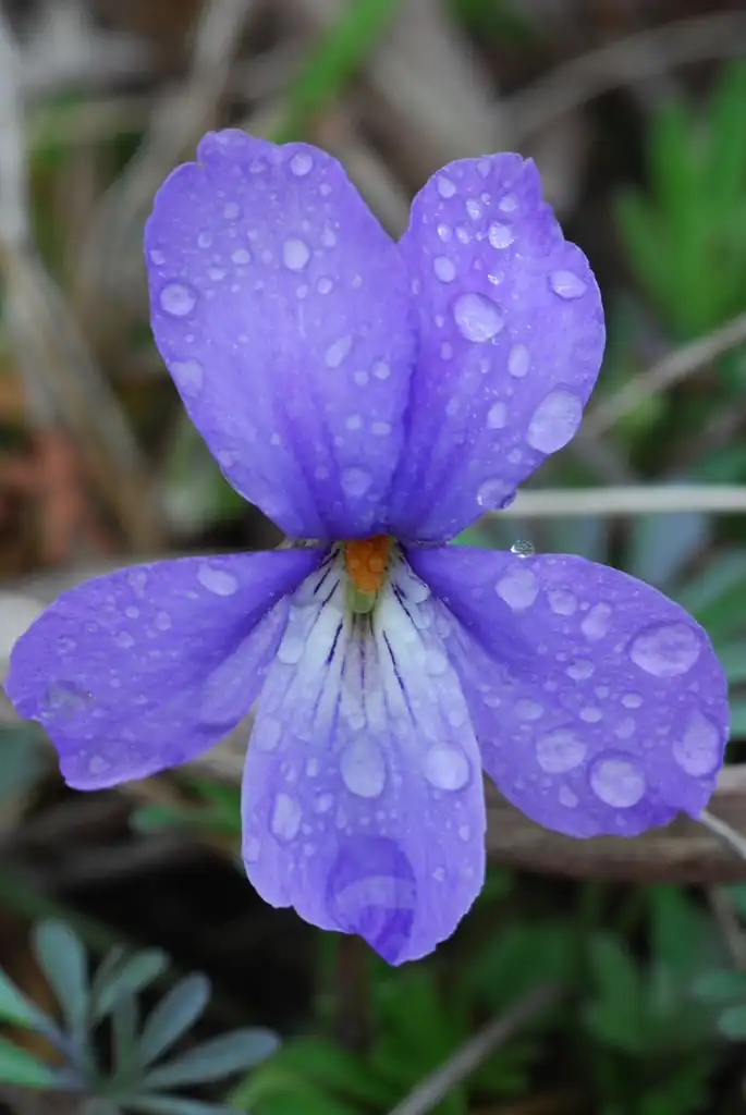 Фото Viola pedata - Bird-foot Violet Viola pedata:Joshua Mayer