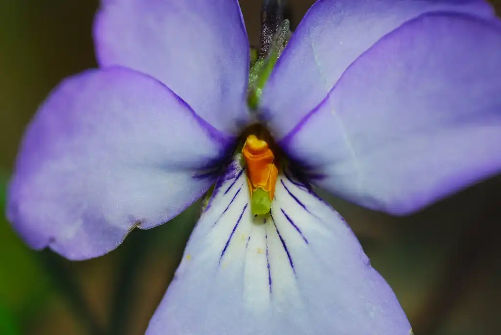 Фото Viola pedata - Bird-foot Violet Viola pedata:Joshua Mayer