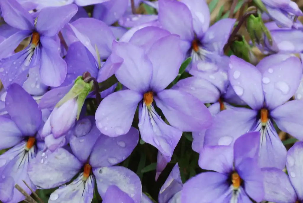 Фото Viola pedata - Bird-foot Violet Viola pedata:Joshua Mayer