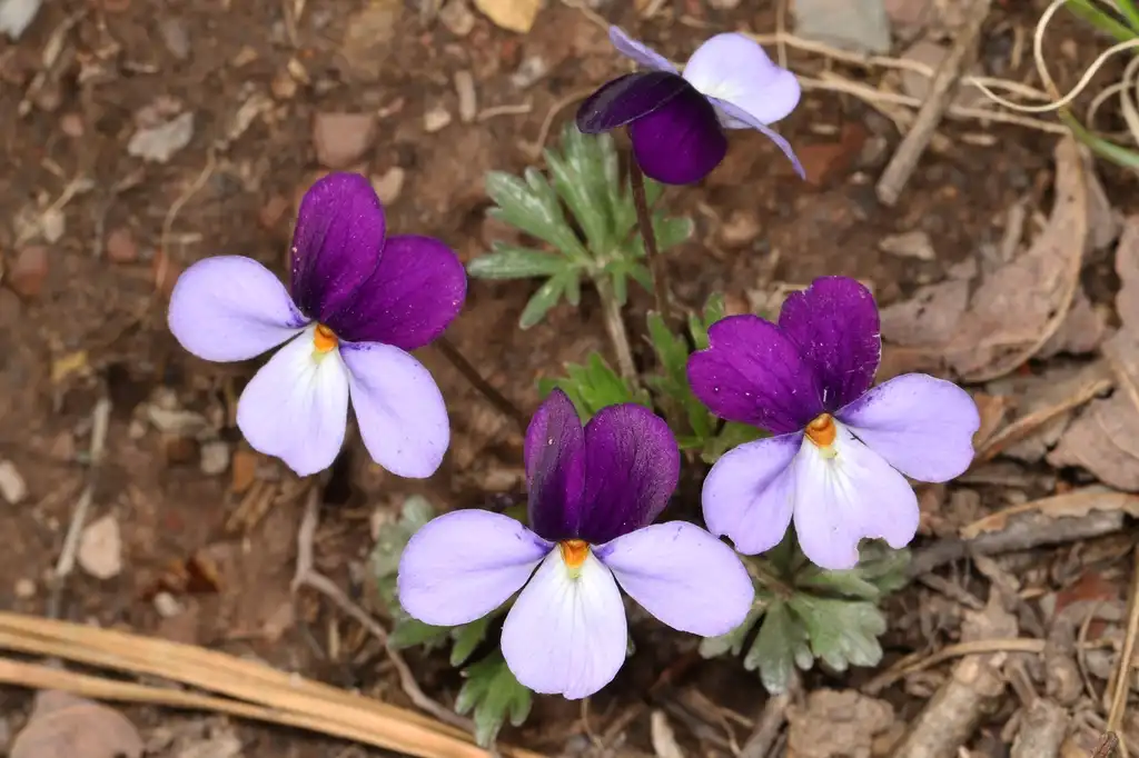 Фото Viola pedata - Bird-foot Violet Viola pedata:Judy Gallagher