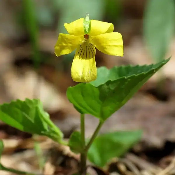 Фото Viola pubescens (Viola pubescenss)