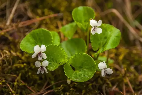 Фото Viola renifolia (Viola renifolias)