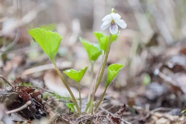 Фото Viola renifolia (Viola renifolias)