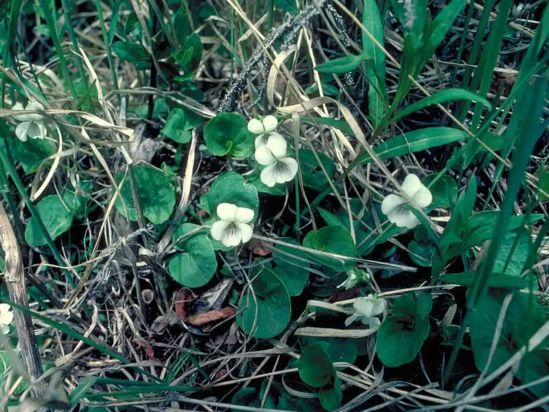 Фото Viola renifolia - Habit:Dave Powell, USDA Forest Service, Bugwood.org