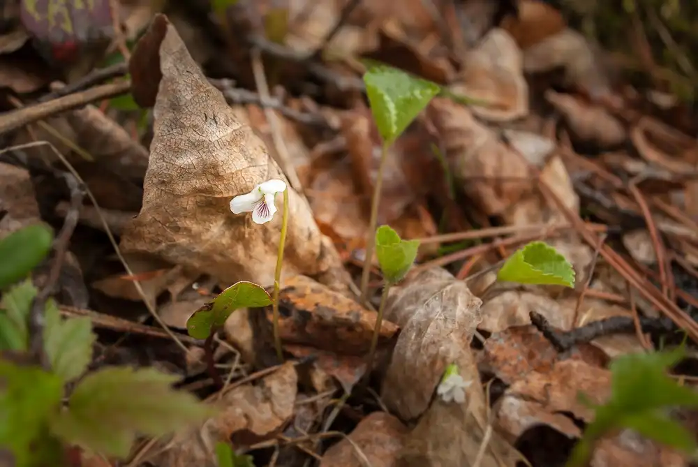 Фото Viola renifolia - Habitat:Cindy Kilpatrick