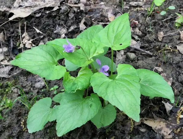 Фото Viola sororia (Viola sororias)