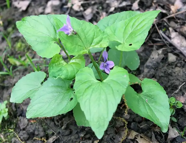 Фото Viola sororia (Viola sororias)