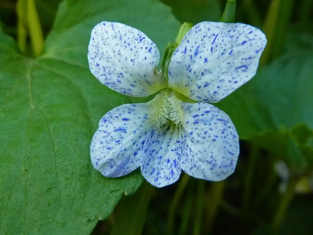 Фото Viola sororia - Viola sororia 'Freckles':James Steakley