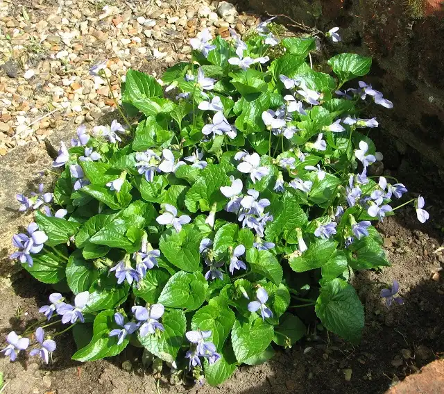 Фото Viola sororia - Viola sororia 'Freckles':Evelyn Simak