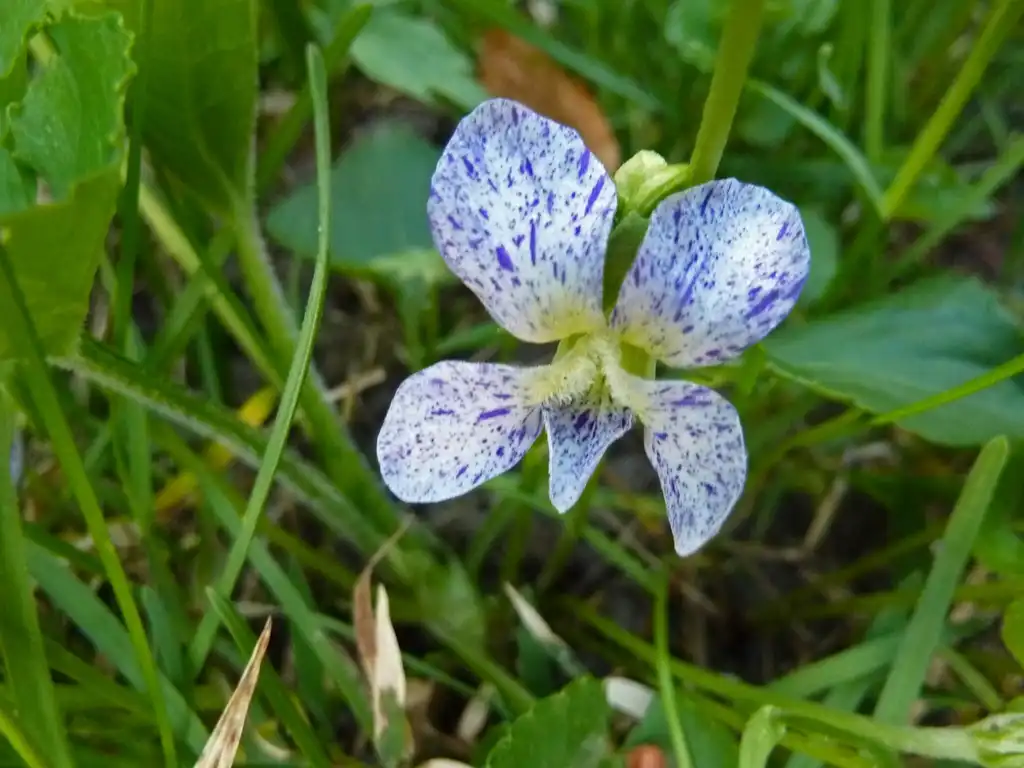 Фото Viola sororia - Viola sororia 'Freckles':James Steakley