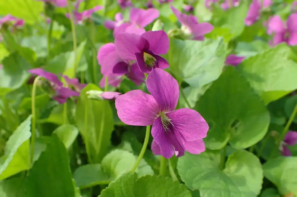 Фото Viola sororia - Viola sororia 'Rubra':Krzysztof Ziarnek, Kenraiz