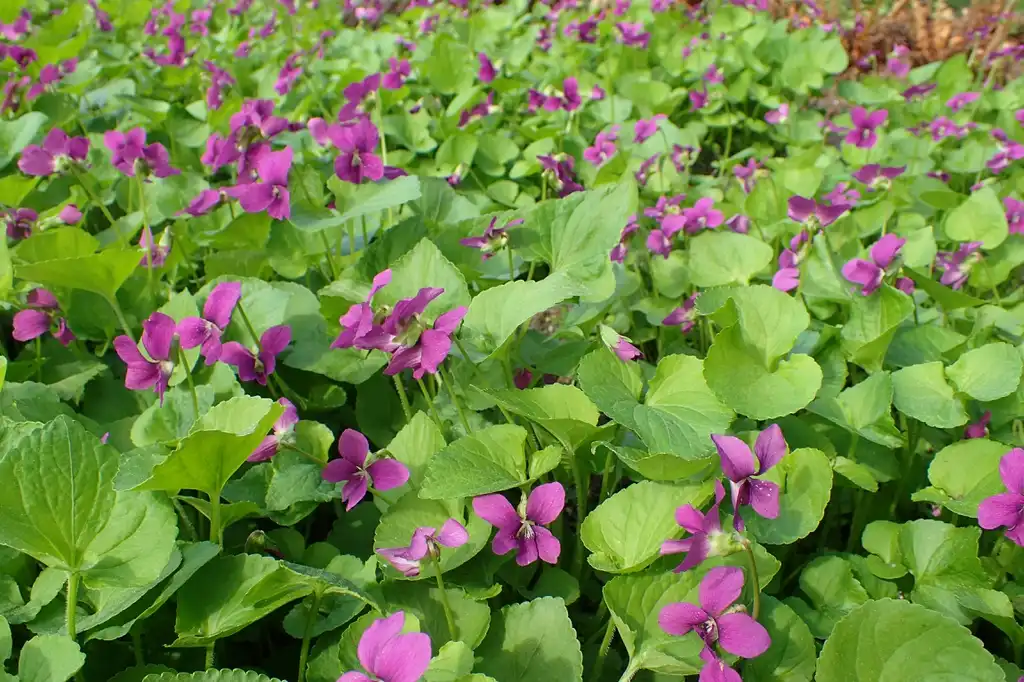 Фото Viola sororia - Viola sororia 'Rubra':Krzysztof Ziarnek, Kenraiz