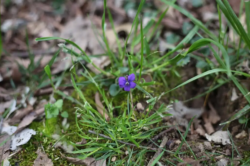 Фото Viola sororia - Bloom Close-up (Cabarrus County,NC):Hope Duckworth