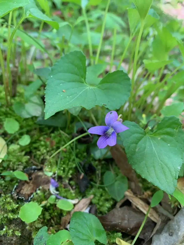 Фото Viola sororia - flowers, spring, Union County, NC:Kristyna Culp