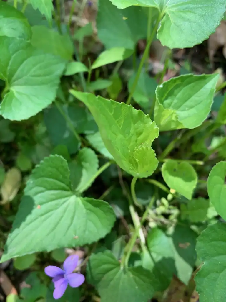 Фото Viola sororia - leaves, spring, Union County, NC:Kristyna Culp