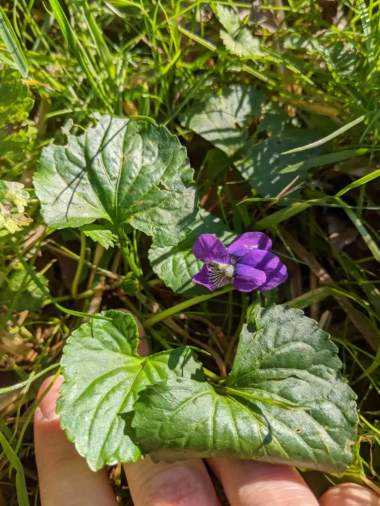 Фото Viola sororia - Leaves (Cabarrus County, NC)-Late Fall:Hope Duckworth