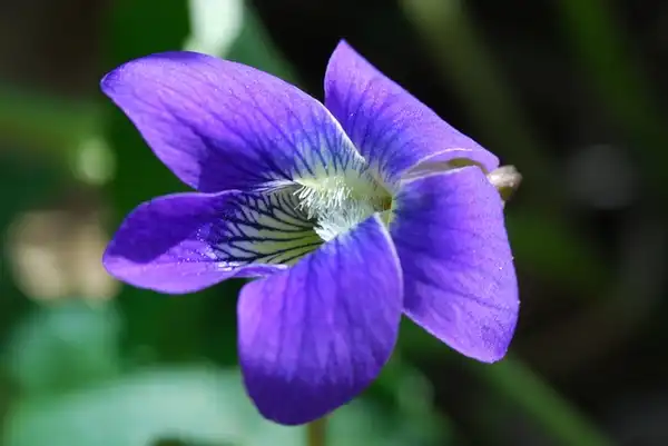 Фото Viola sororia - Flower:Josh Mayer