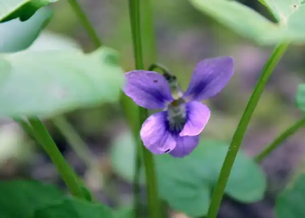 Фото Viola sororia - Flower:Jack Pearce