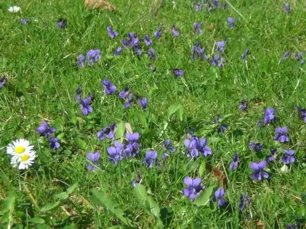 Фото Viola sororia - :F.A. Seleensturm