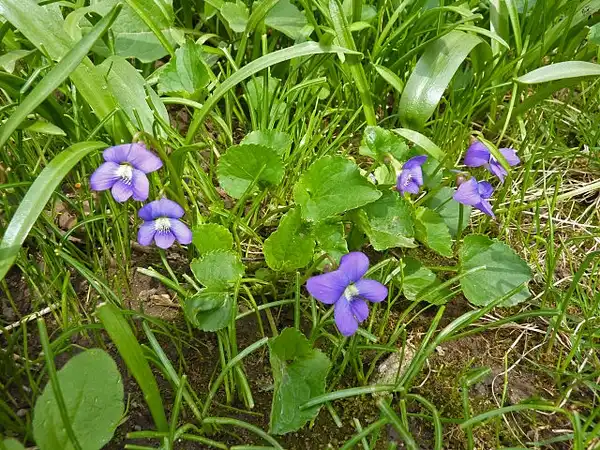 Фото Viola sororia - :James Steakley