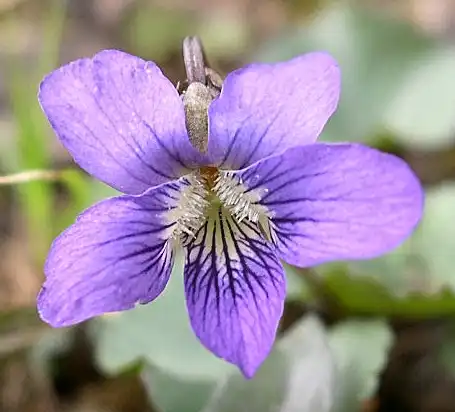 Фото Viola sororia - Close up of bloom.:Jay Sturner