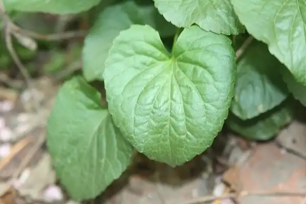 Фото Viola sororia - Leaf:Dalgial