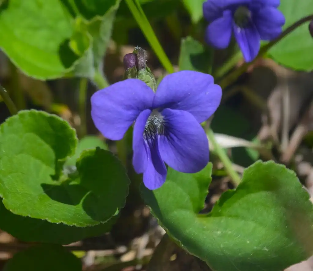 Фото Viola sororia - Common Blue Violet ( Viola sororia):Joshua Mayer