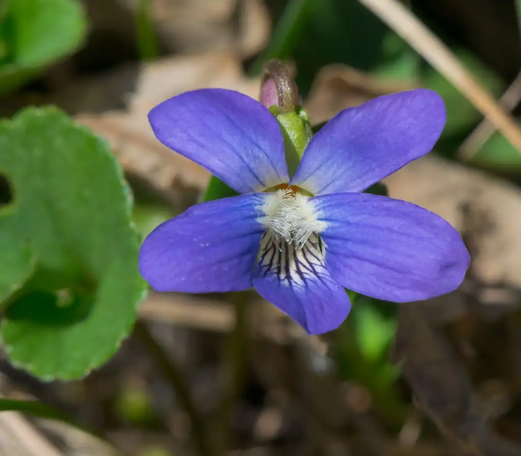 Фото Viola sororia - Common Blue Violet ( Viola sororia):Joshua Mayer