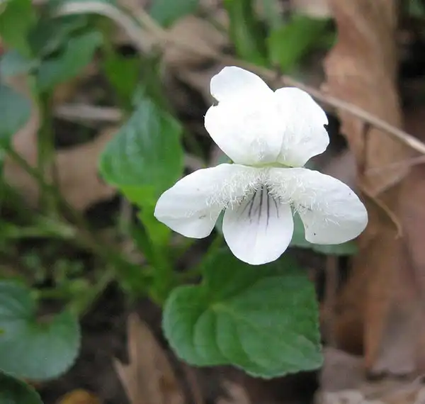 Фото Viola striata (Viola striatas)