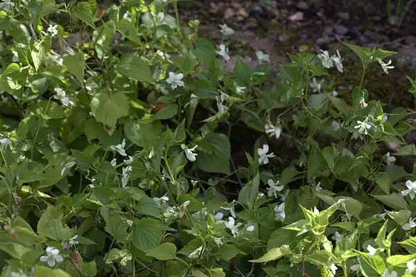 Фото Viola striata (Viola striatas)