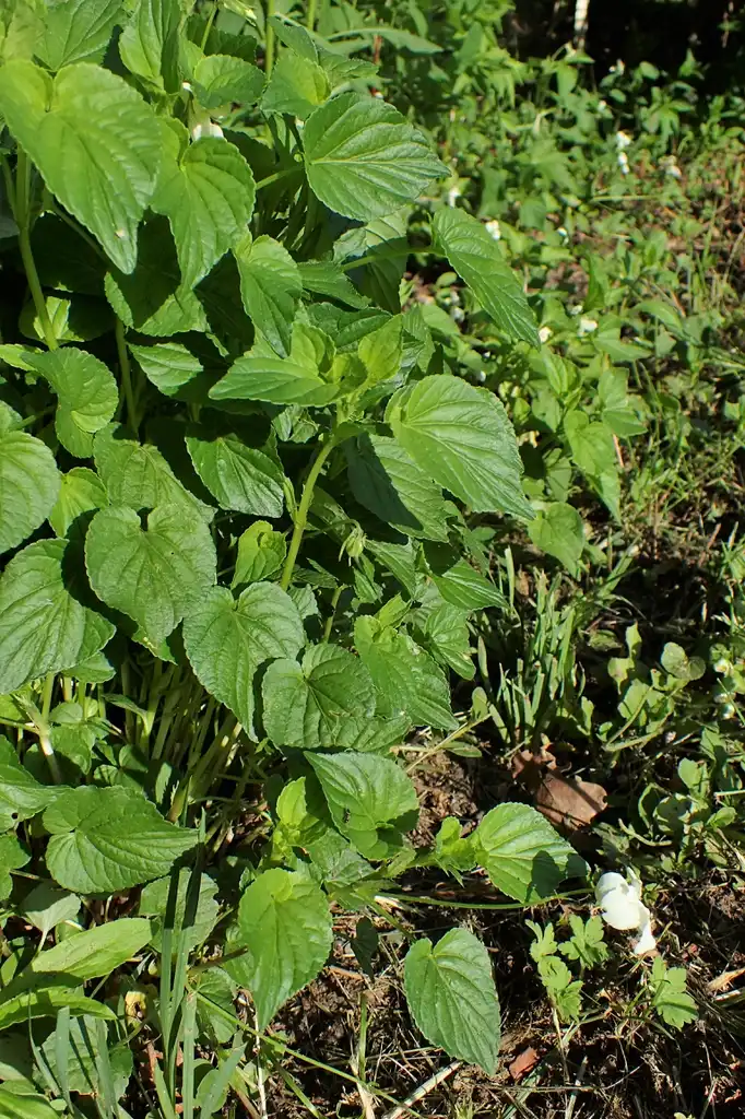 Фото Viola striata - Viola striata:Krzysztof Ziarnek, Kenraiz