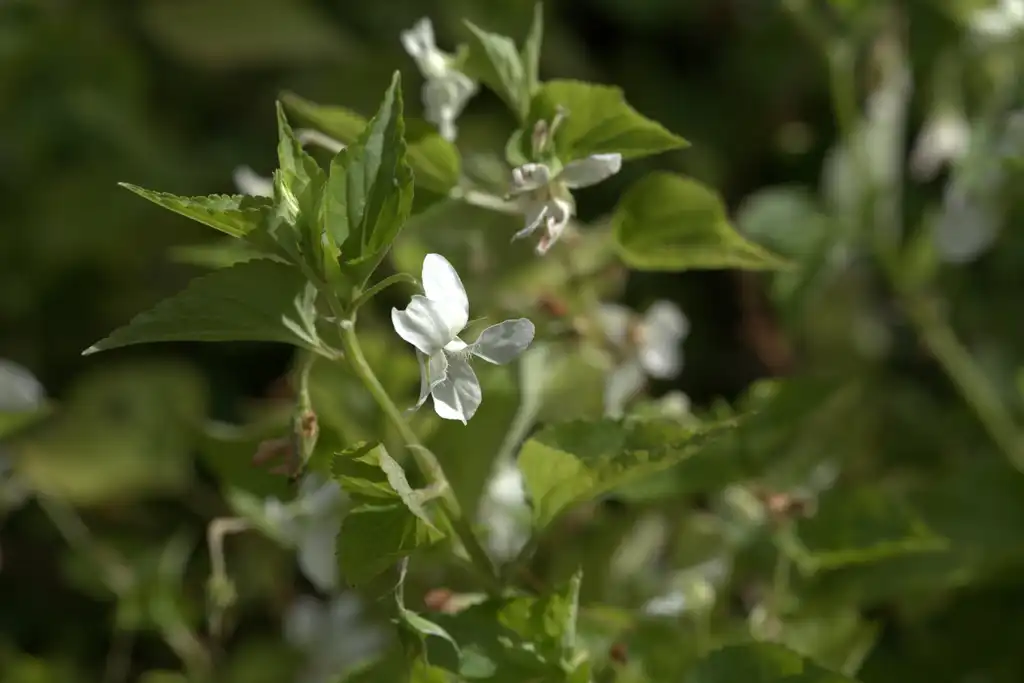 Фото Viola striata - Viola striata:Averater