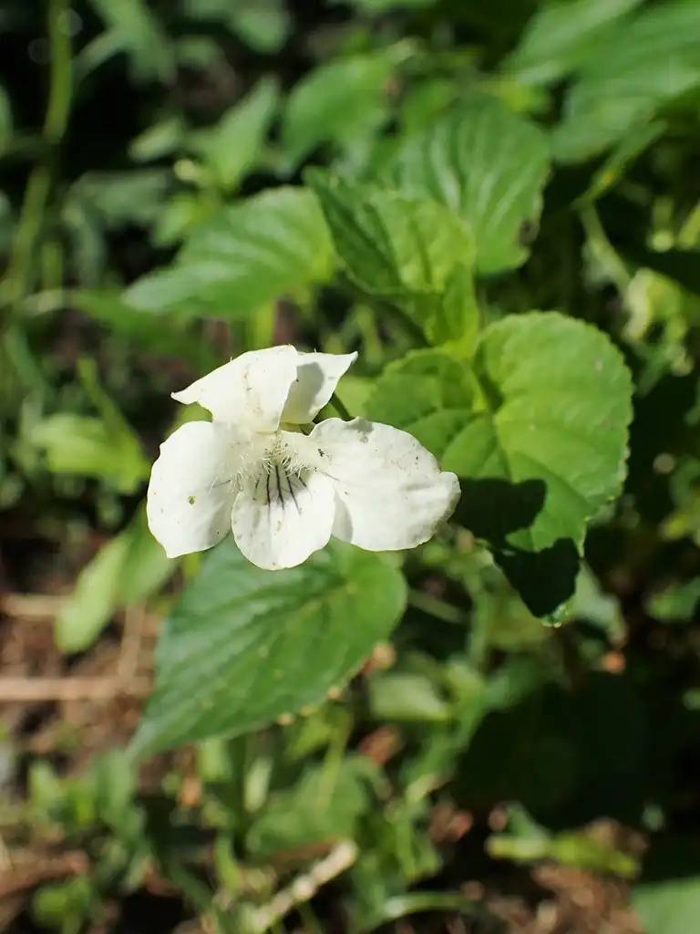 Фото Viola striata - Viola striata:Krzysztof Ziarnek, Kenraiz