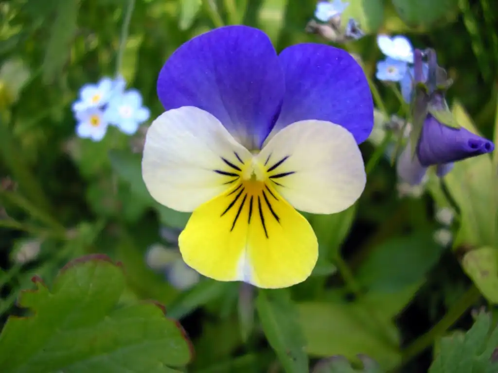 Фото Viola tricolor (Viola tricolors)