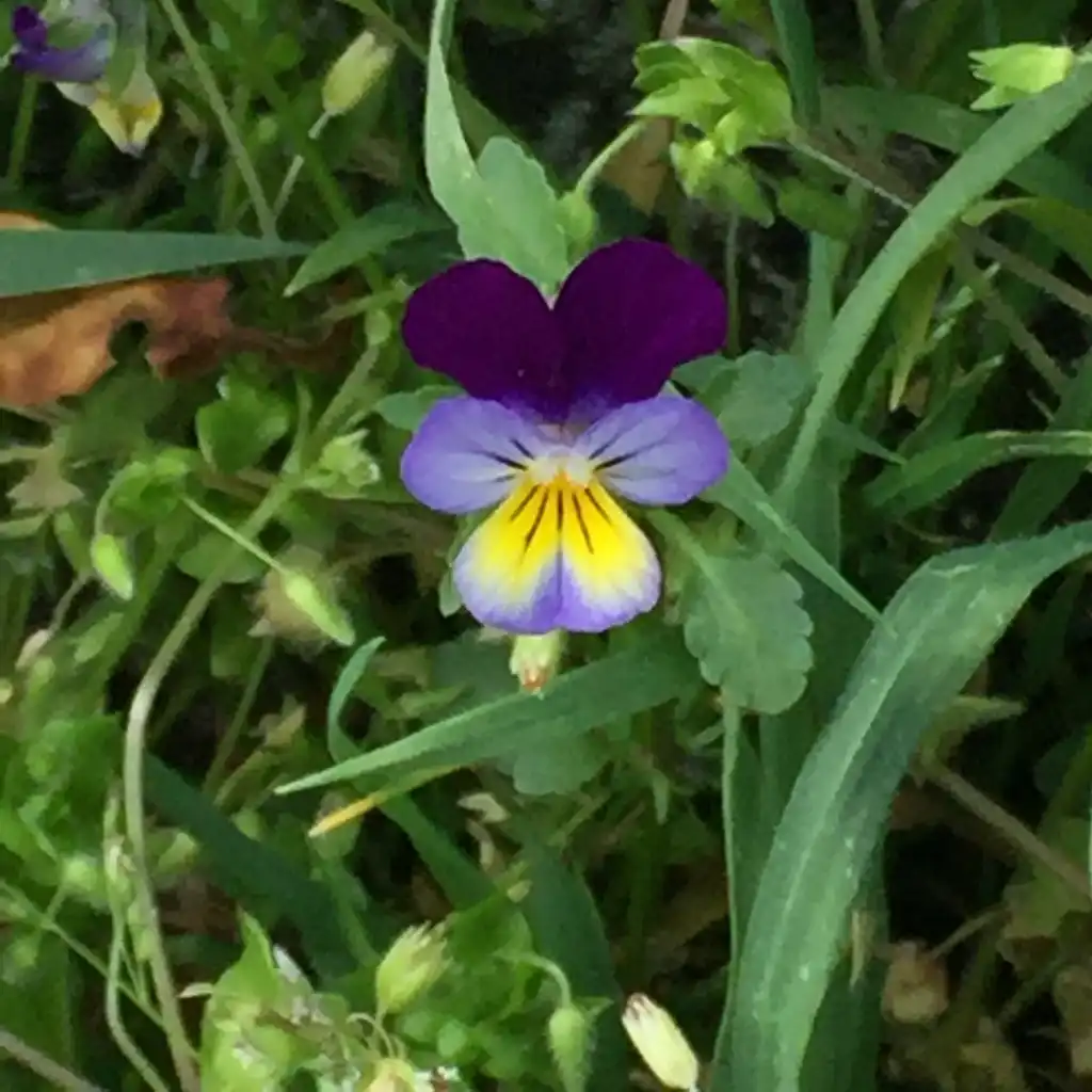 Фото Viola tricolor (Viola tricolors)