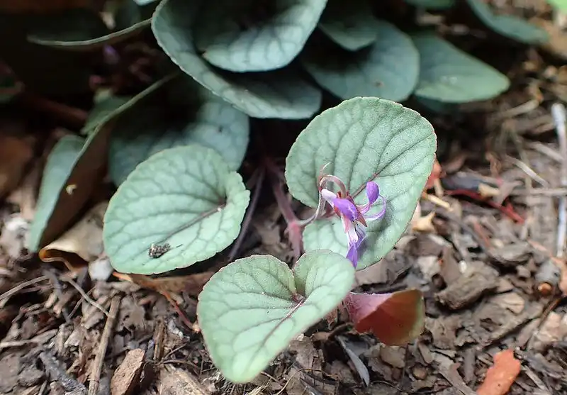 Foto de Viola walteri (Viola walteris)