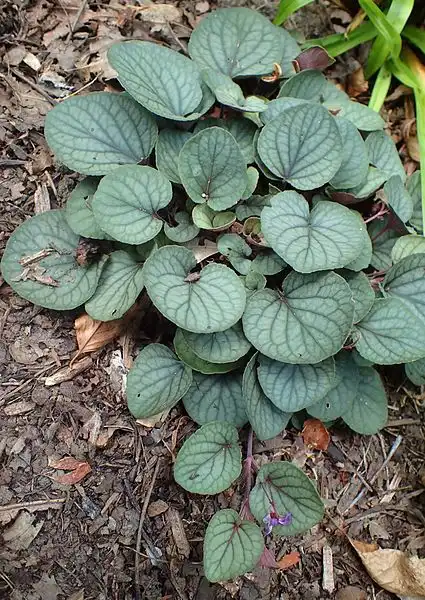 Foto de Viola walteri (Viola walteris)