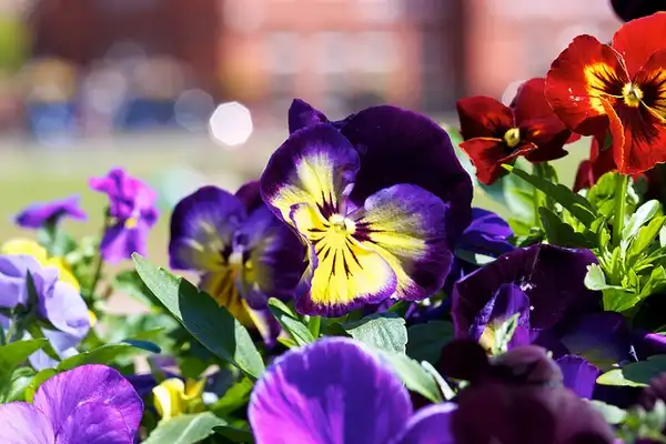 Photo of Viola x wittrockiana (Viola x wittrockianas)